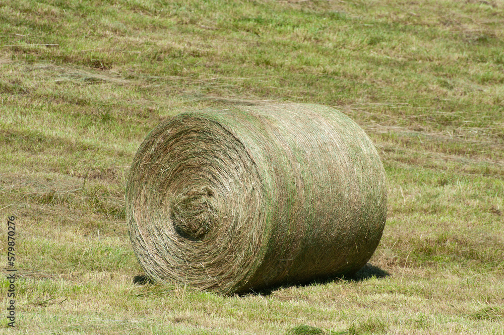 Hay bale on a farm in the summer