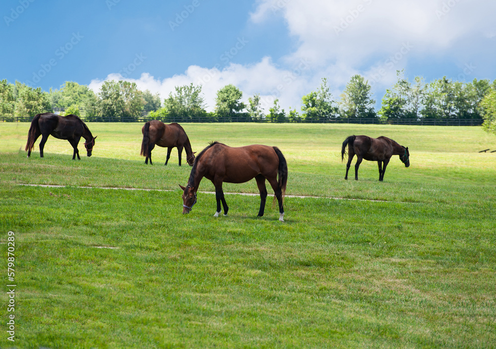 Horese grazing on a Kentucky horse farm Horese grazing on a Kentucky horse farm
