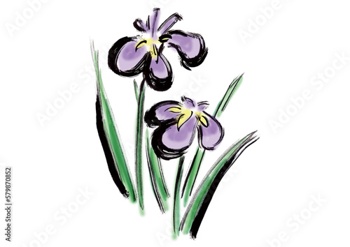 菖蒲の手描き筆書きイラスト