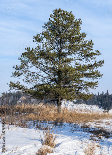 Wallpaper Mural Stand along pine tree with sky background and brown grass and snow in foreground Torontodigital.ca