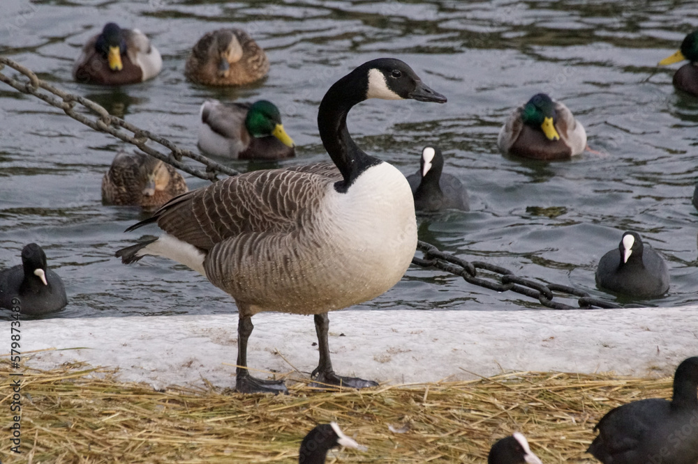 Fototapeta premium country goose