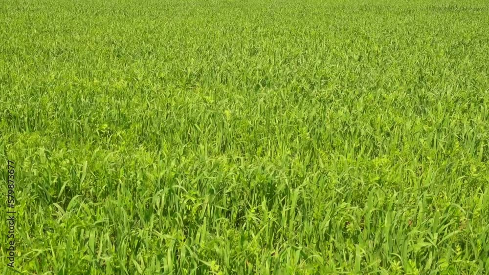 Green grass field and wind, big agricultural meadow Green grass field and wind, big agricultural meadow