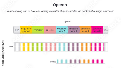 Operon genome science educational vector illustration