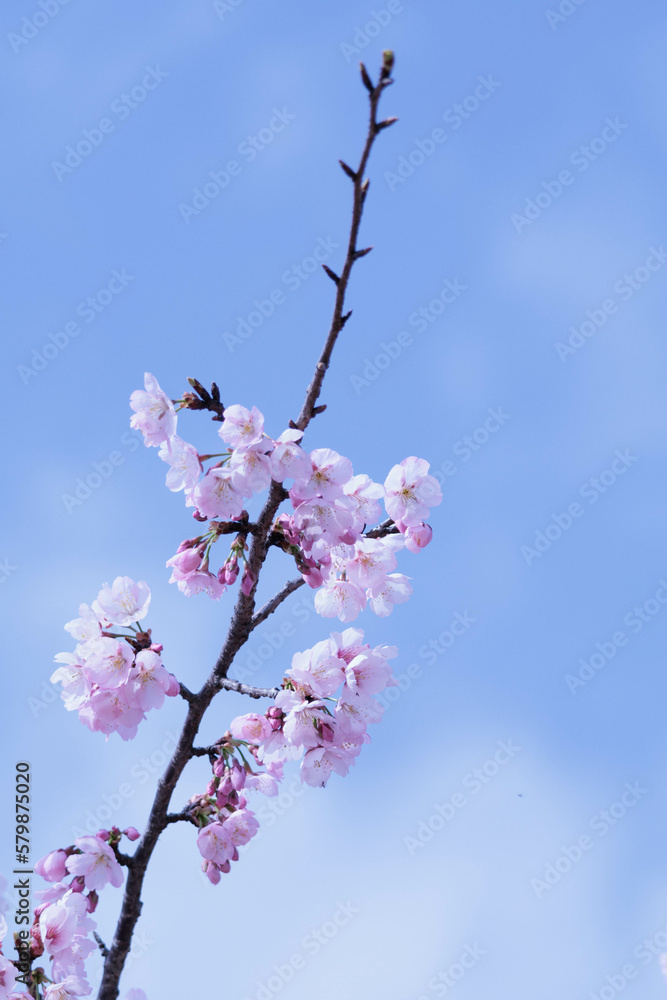 一足早い春を告げる早咲きの桜の花 一足早い春を告げる早咲きの桜の花