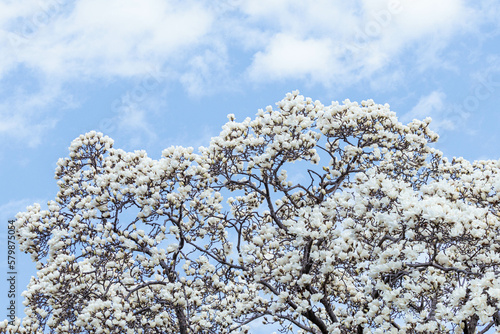白く妖艶な木蓮の花 photo