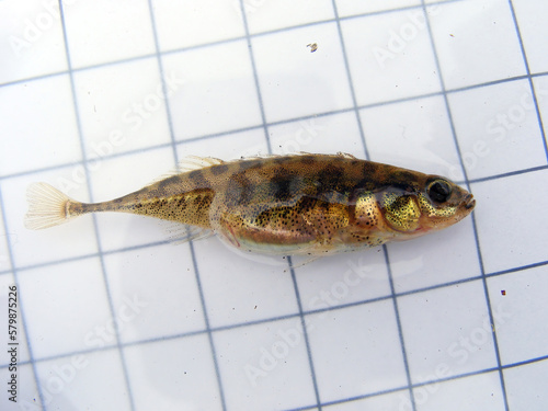 Картината върху платно A fish The three-spined stickleback (Gasterosteus aculeatus) on the background of a 5 mm measurement grid