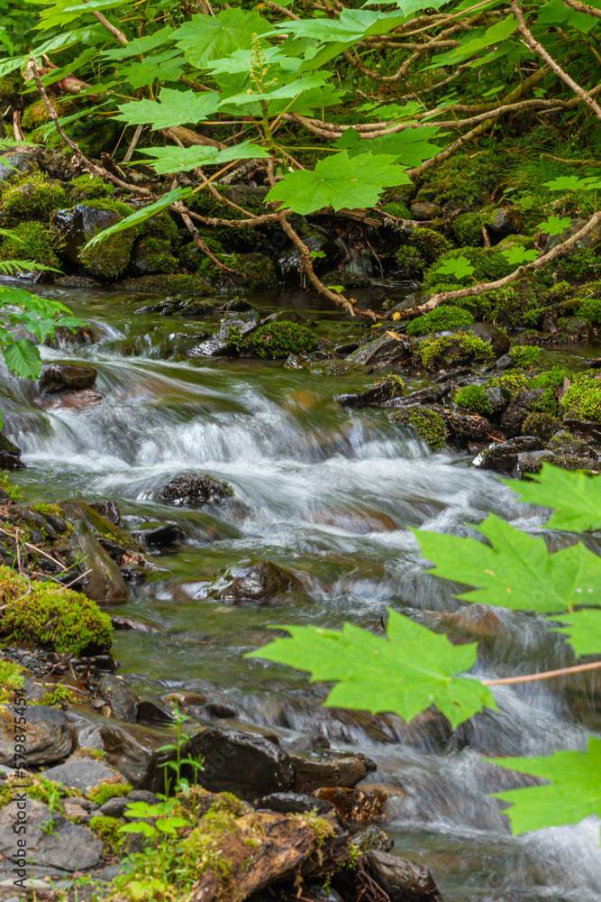 Girdwood Alaska, USA - July 23, 2011: Closeup, fast streaming creek over rocks with green tree leaves hanging over it in Chugach Park. Girdwood Alaska, USA - July 23, 2011: Closeup, fast streaming creek over rocks with green tree leaves hanging over it in Chugach Park.