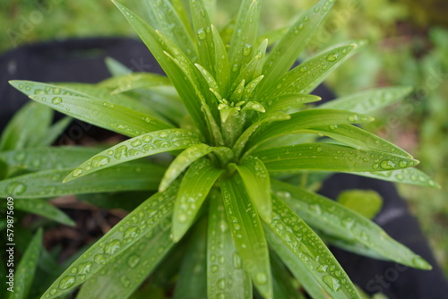 Green plant with dewdrops