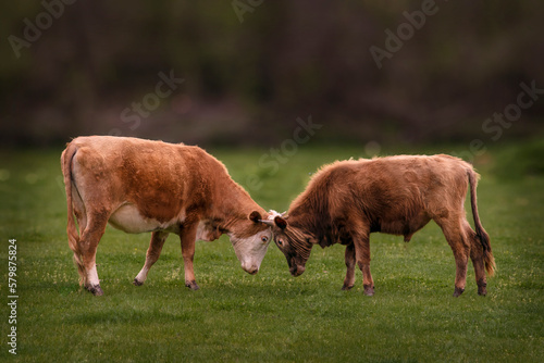 Canvastavla Two bulls are fighting each other.