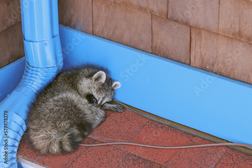 Raccoon