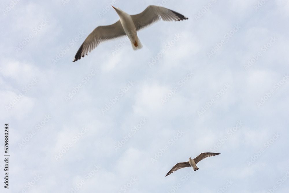 Obraz premium seagulls in flight