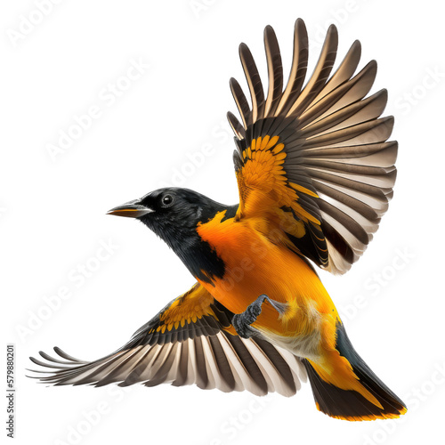 a spring-themed photographic illustration of an isolated orange oriole bird in mid-flight set on a transparent background in PNG. Generative AI, Icterus