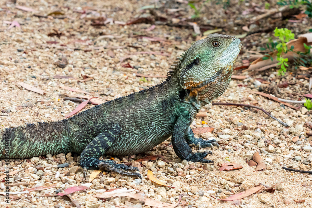 Photograph of a small green monitor lizard outside in the sunshine in regional Australia Photograph of a small green monitor lizard outside in the sunshine in regional Australia