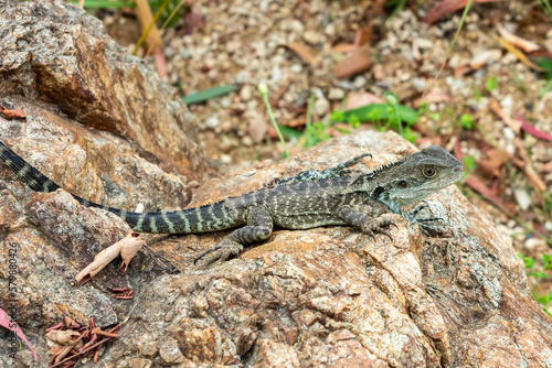 Photograph of a small green monitor lizard outside in the sunshine in regional Australia