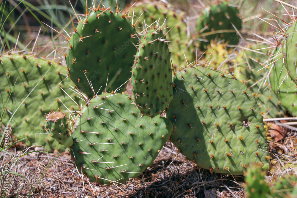 Cactus in Colorado Cactus in Colorado