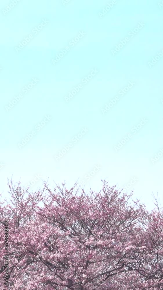 Blossoming cherry against background of blue sky. Blossoming cherry against background of blue sky.