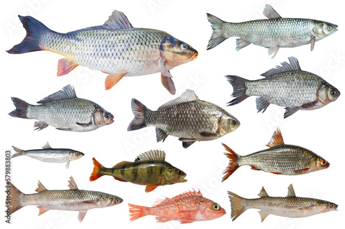 Live fish is isolated on a transparent background. Fisherman blank for design.