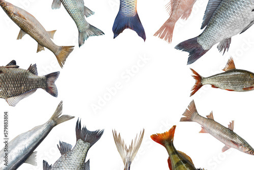 Fish tails pattern. Live fish is isolated on a transparent background place for text. Fisherman blank for design.