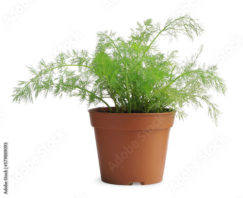 Green dill growing in pot isolated on white