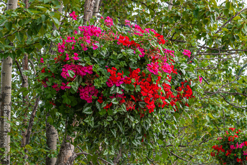 Fototapeta premium Anchorage, Alaska, USA - July 23, 2011: Wide pot filled with bright red flowers hangs between green foliage of tree in street