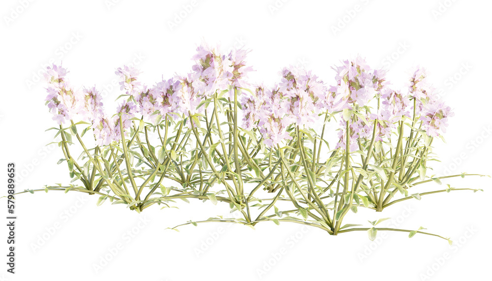 Obraz premium realistic 3d creeping thyme without shadow transparent flower illustration