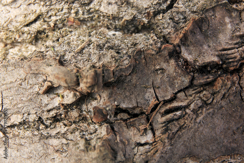 Closeup view of tree bark as background