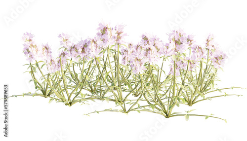 realistic 3d creeping thyme without shadow transparent flower illustration