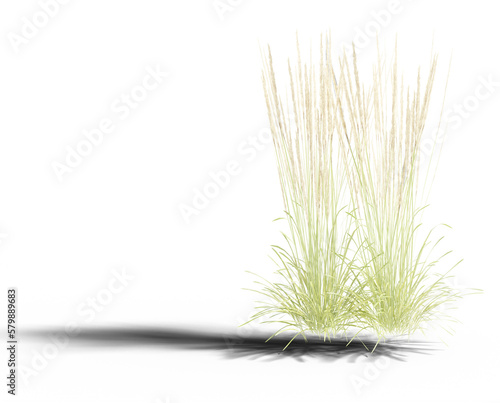 realistic 3d long meadow Grass transparent