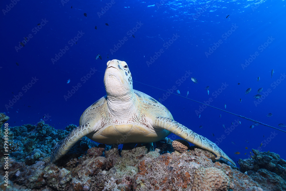 Obraz premium big sea turtle underwater photo, fish clingers, symbiosis ecosystem