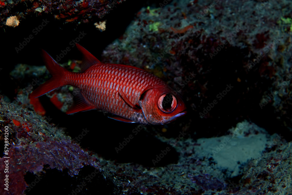 tropical fish on a coral reef underwater wildlife tropical fish on a coral reef underwater wildlife