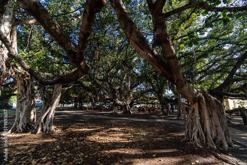 The Worlds Largest Banyan Tree - Lahaina, HI (MAUI)