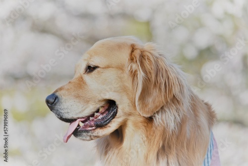 愛犬と桜を見に行きました