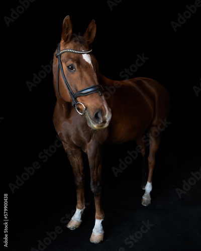Portrait of Horse