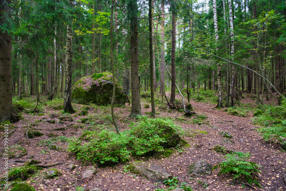 Huge boulders stones covered with moss in the pine forest, Park Mon Repos, Vyborg, Russia