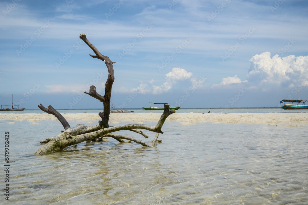  pieces of trees carried by the waves