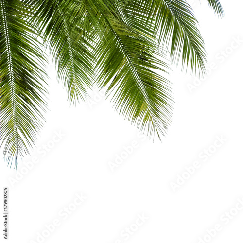 palm tree isolated on white background © PotPixel