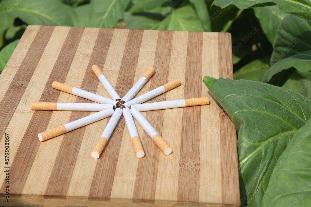 cigarette on table in tobacco farm