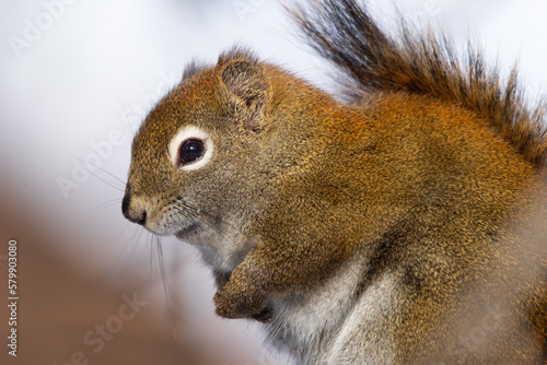 Portrait of fat red squirrel sitting on a tree in spring. photo