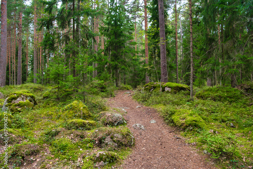 Path in pine forest in Park Mon Repos  Vyborg  Russia