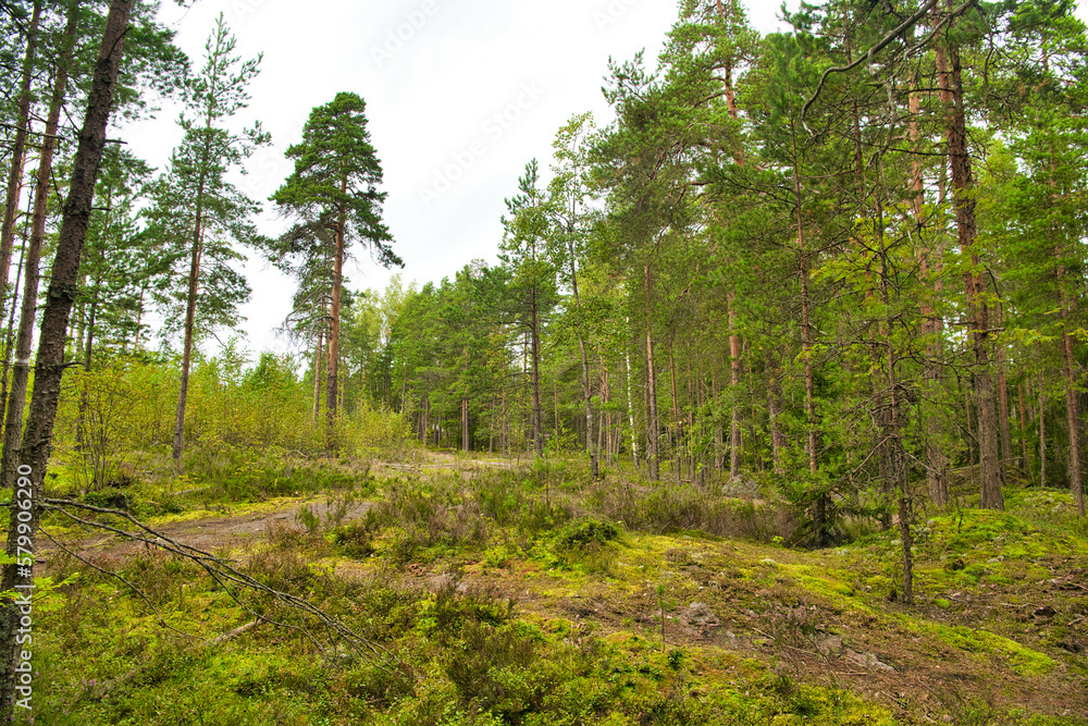 Obraz premium Green glade edge field in mysterious pine forest, Park Mon Repos, Vyborg, Russia