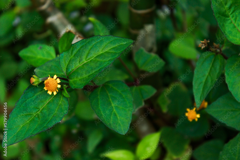 Spilanthes paniculata, a species of Spotflower. Beautiful tiny flower Spilanthes paniculata, a species of Spotflower. Beautiful tiny flower