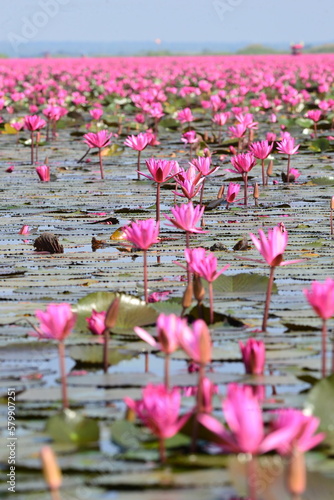 Nong Harn Lake in Thailand with plenty of Lotus flower