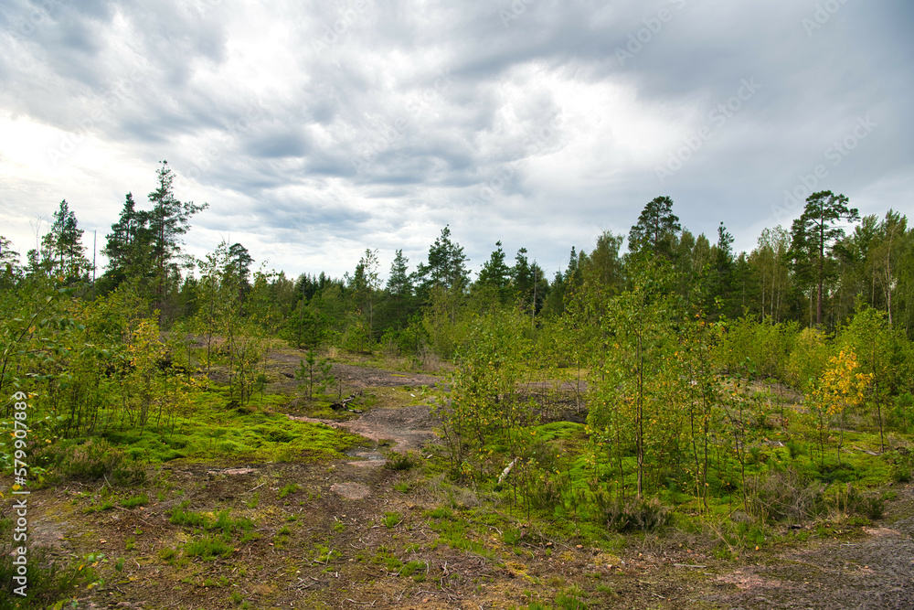 Green glade edge field in mysterious pine forest, Park Mon Repos, Vyborg, Russia