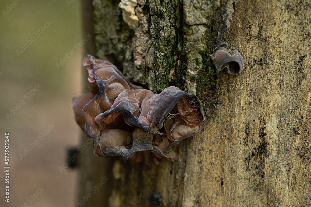 fungi on tree