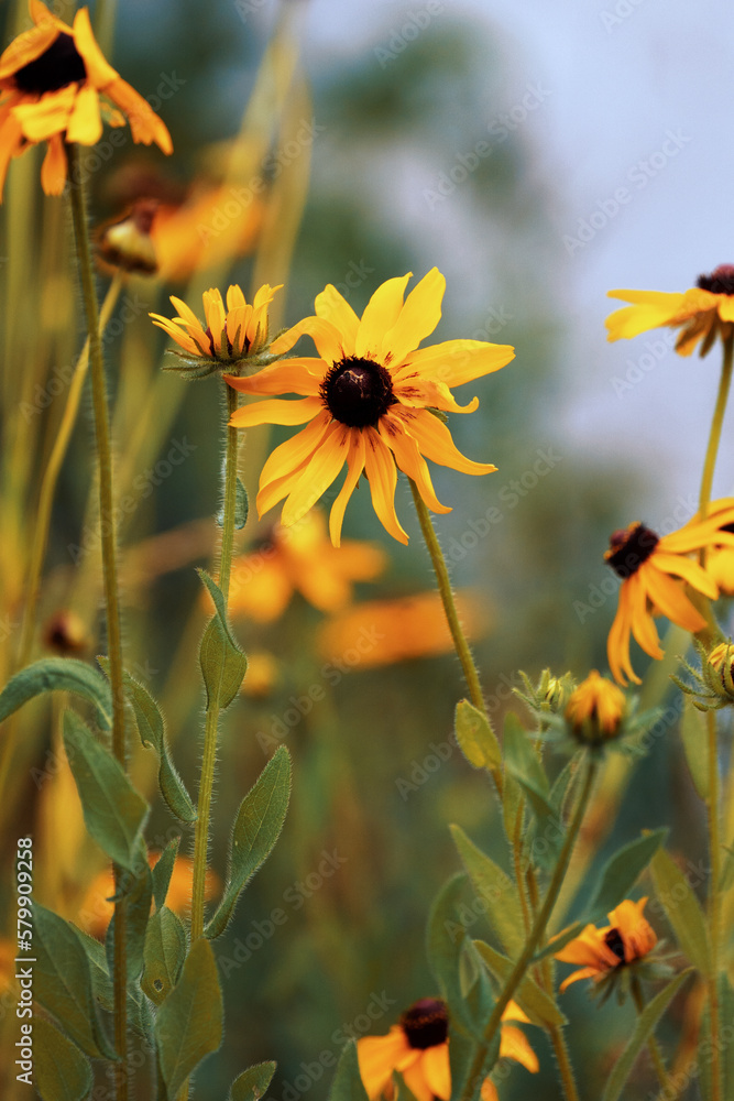 sunflower in the field