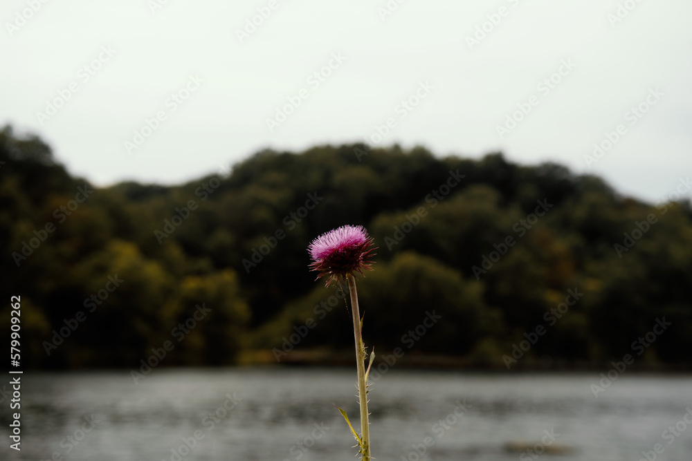 flower of the lake