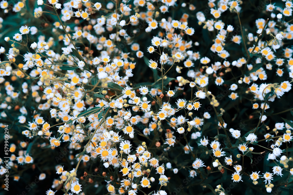 white flowers