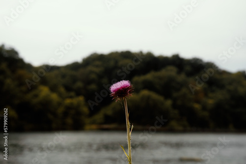 Obraz na płótnie flower of the lake w salonie