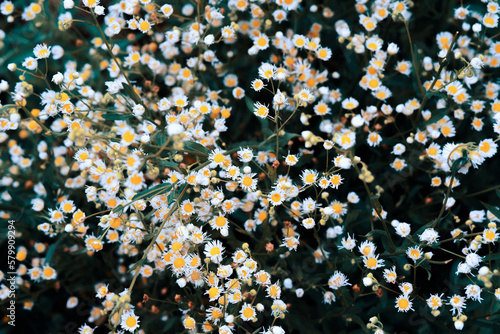 Obraz na płótnie white flowers w salonie