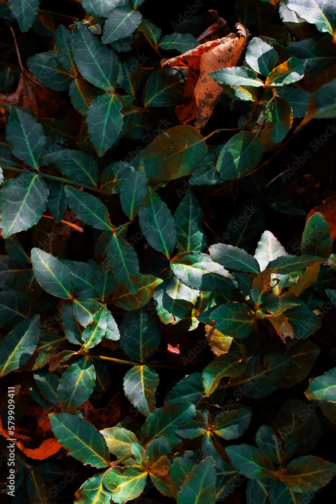 leaves